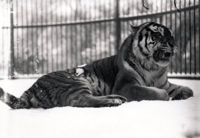 Tigre de Sibérie dans la neige - Frederick William Bond